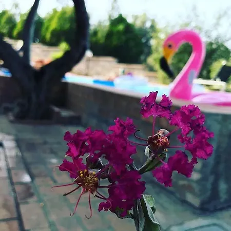 Cassiodoro * Stalettì